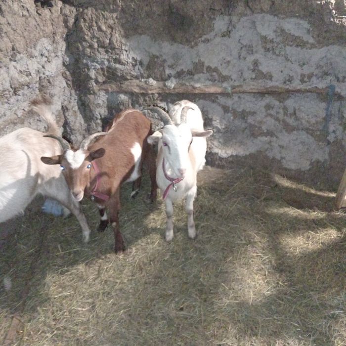 Vând sau schimb 2 iedute de anul trecut și un țap de anul trecut