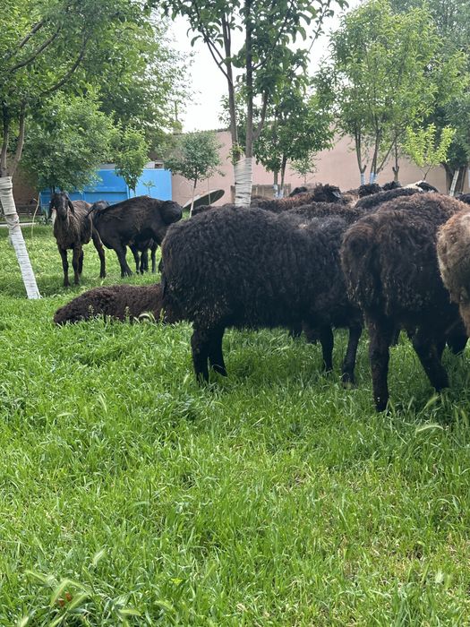 Туктылар сатылады