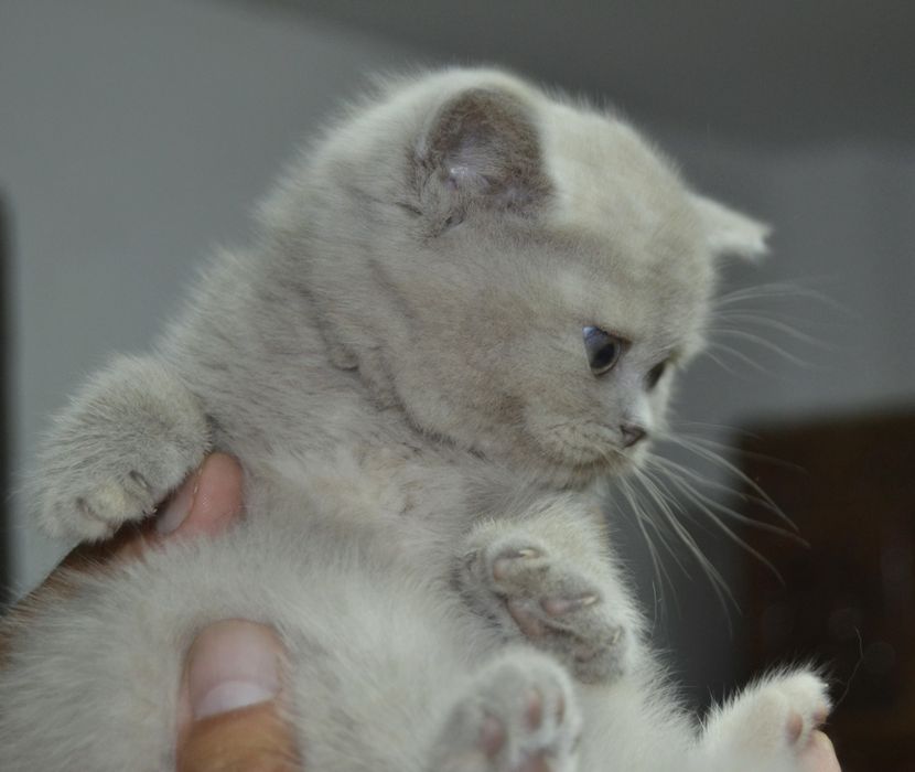 Pisicuta british shorthair lilac cu pedigree