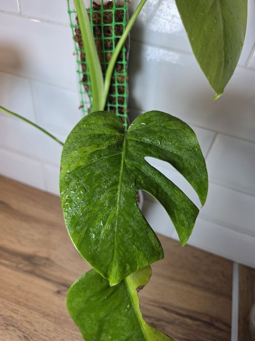 Монстера Грин он Грин Monstera 'Green on Green'