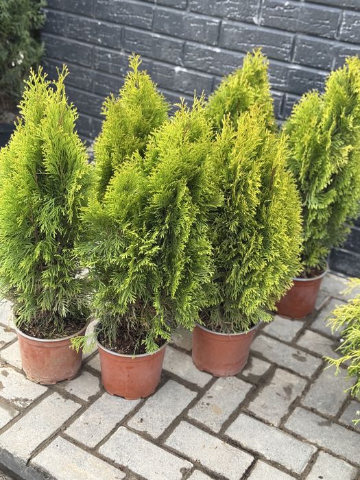 Туя смарагд европейские