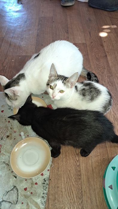 Котята бесплатно