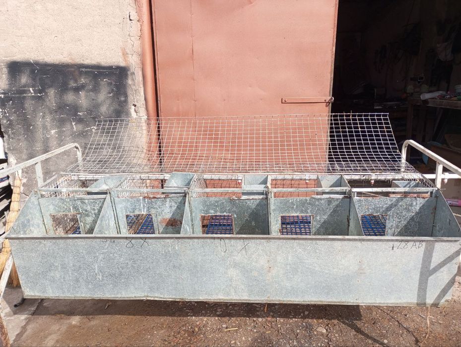 Куен клетка сотилади