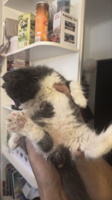 Котенок мальчик,  мама Мейн кун