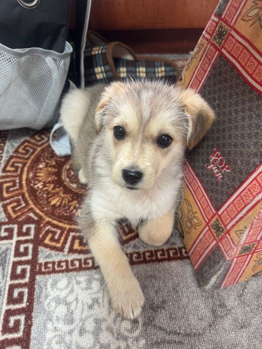 Щенок в добрые руки