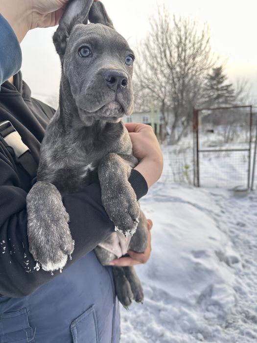 кане корсо девочка