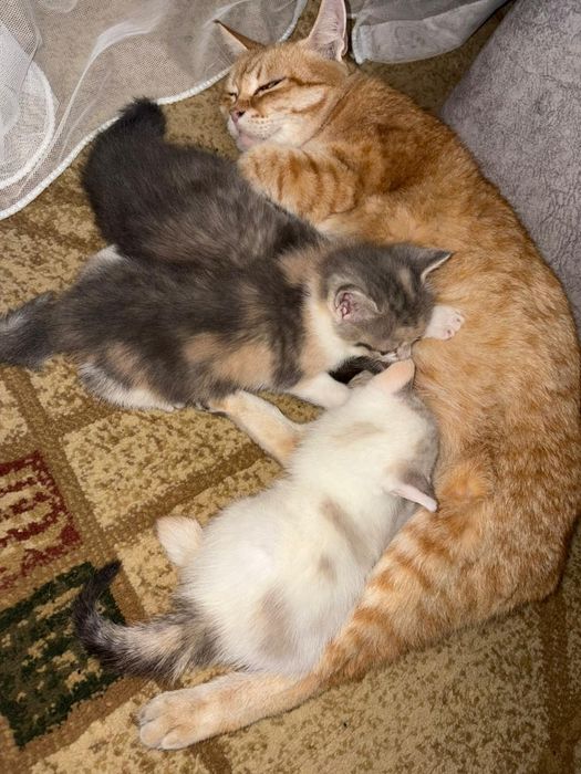 Отдам котят в добрые руки