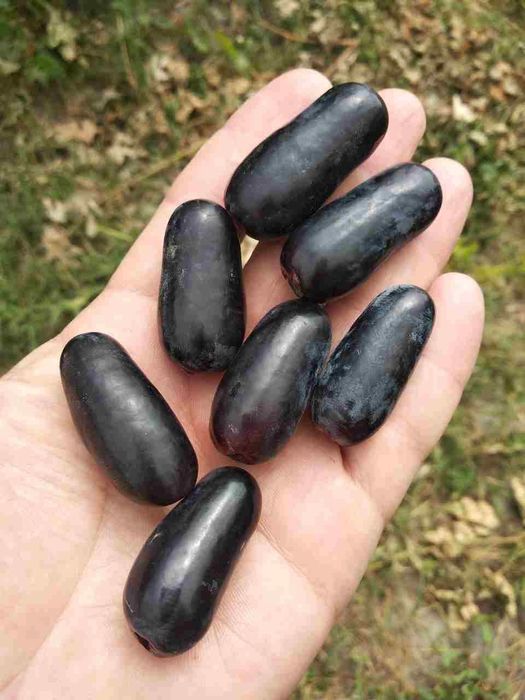 Gigant ( Сагдиана сугдиёна ) 1 va 2 yoshli  Uzum kuchatlari bor