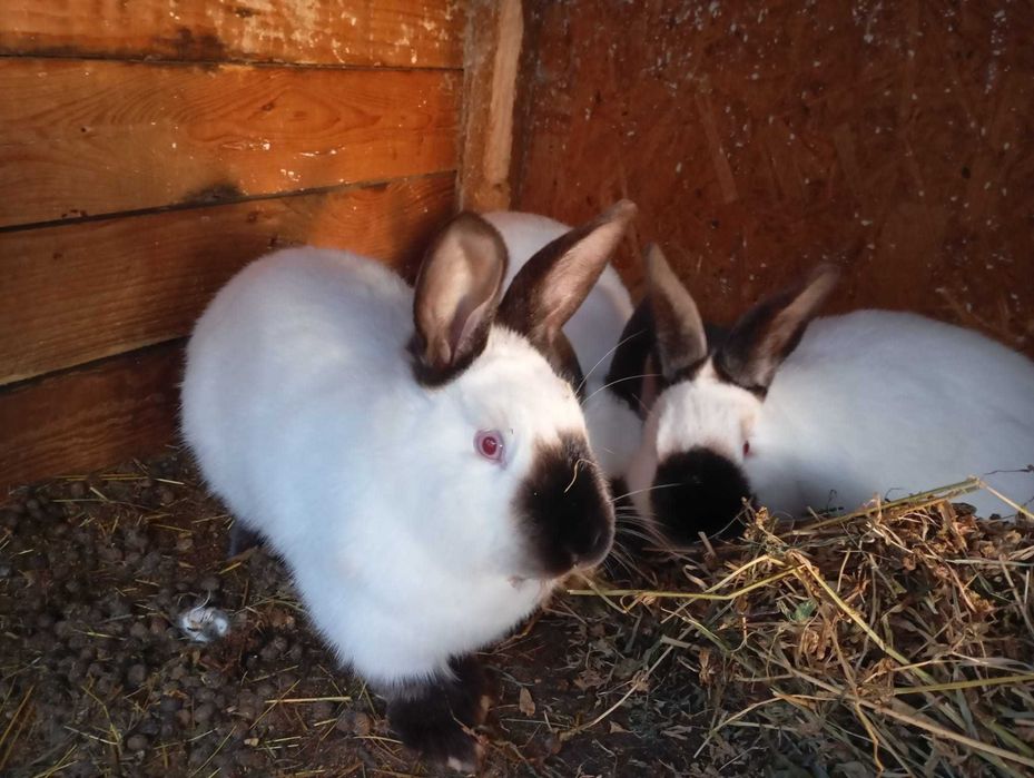 Vand iepuri rasa Californian