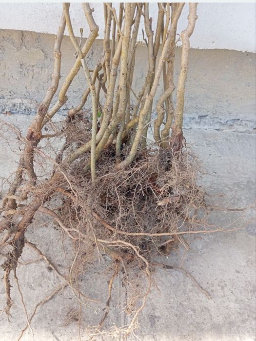 Puiet de nuc negru american  anul 3