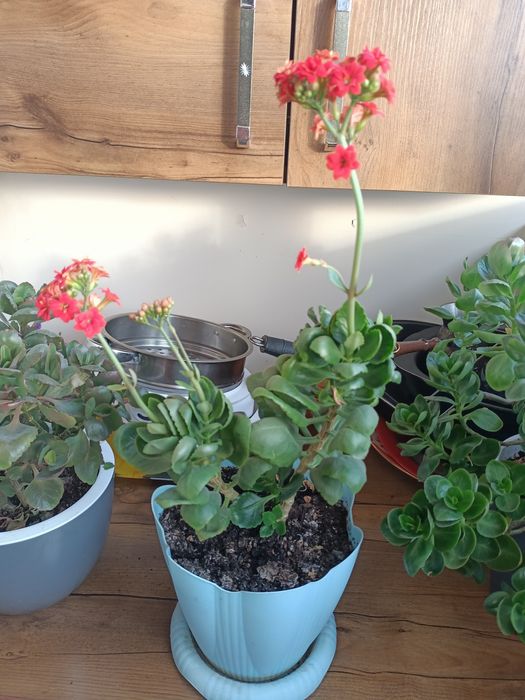 Продам алое Вера, калонхое