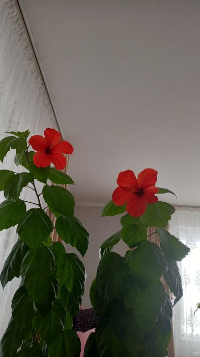 Гибискус. Китайская роза.