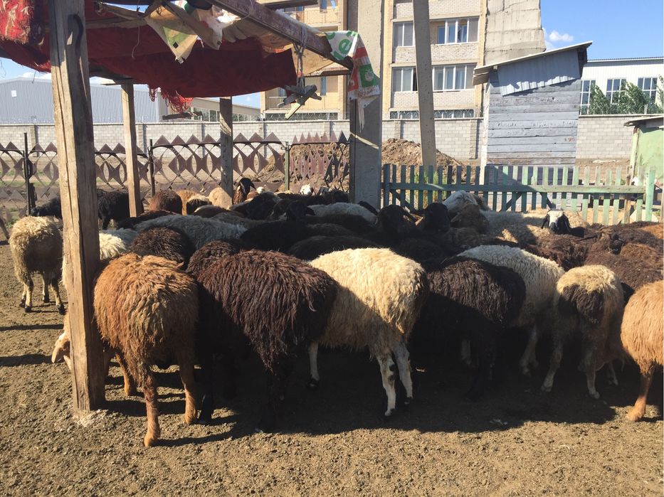 Бараны и токты жирные 6500