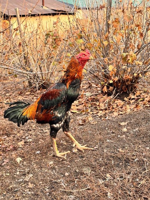 Продам петуха дакан