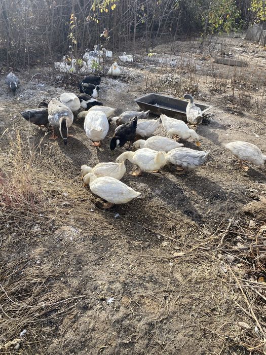 Уточки и селезни молодые