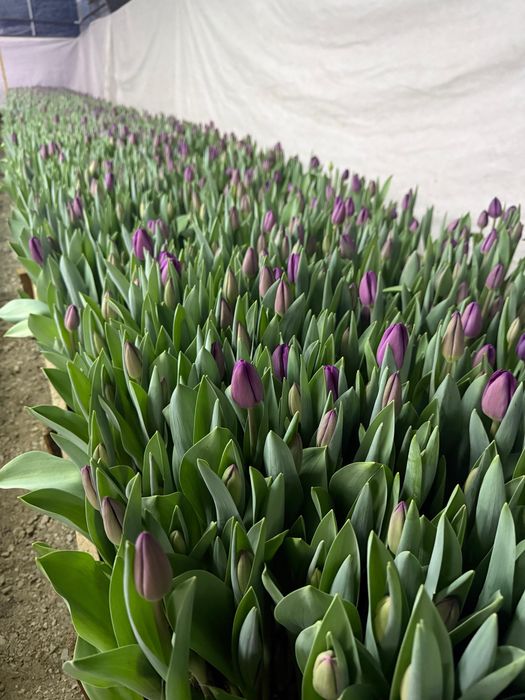 Тюльпаны на 8 марта , с теплицы!