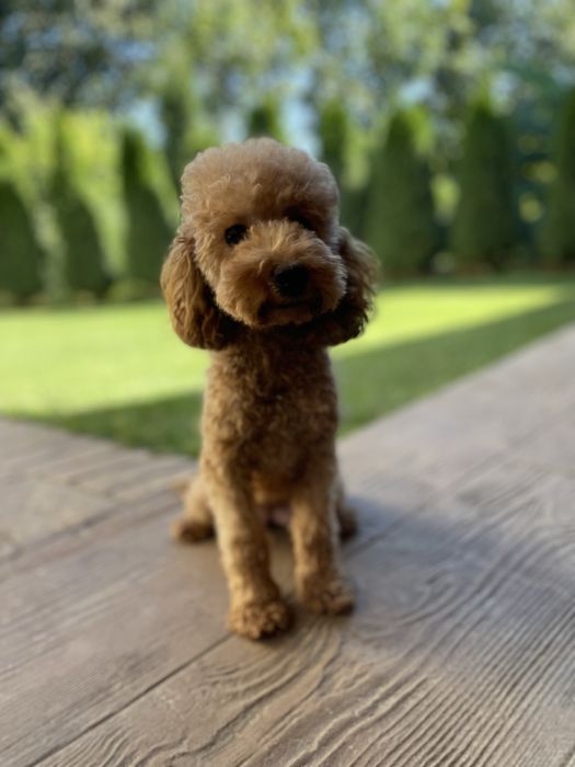 Пудел мини пудел той пудел