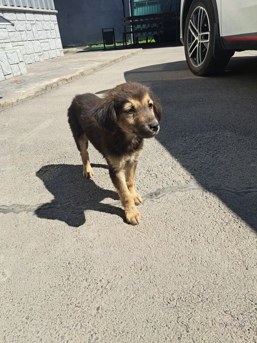 Отдам щенка в хорошие руки.              .