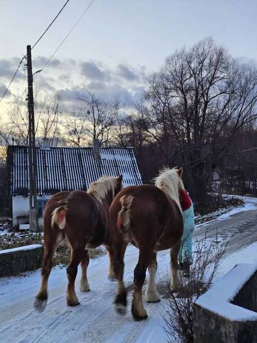 Vând o pereche de iepe!