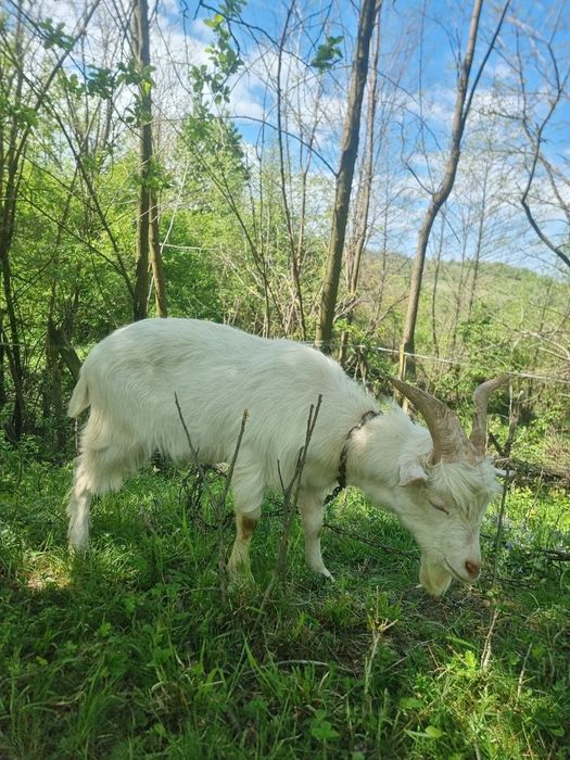 Țap de 9 luni, jumata de Saanen