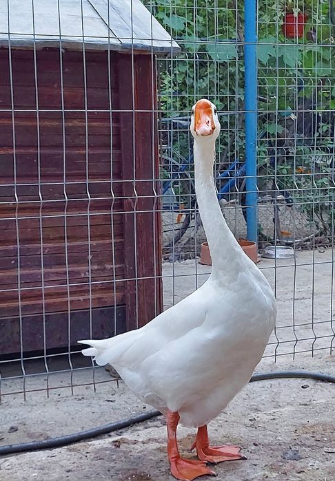 Ouă gâște chinezesti rasă pură