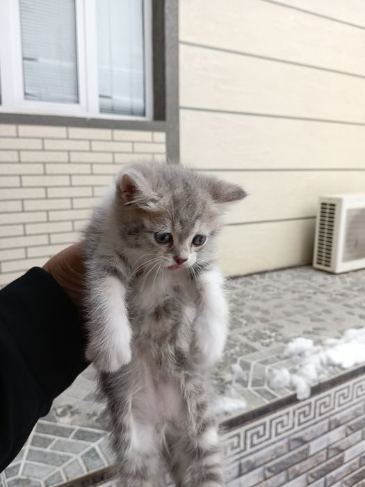 Sotiladi Shorthair mushuklar