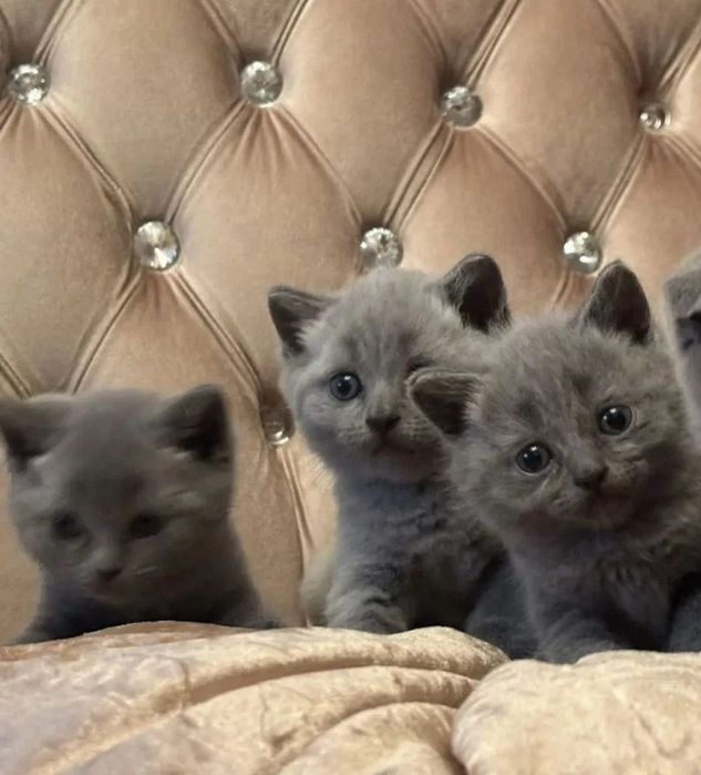 Самые милые малыши 1.5 мес
