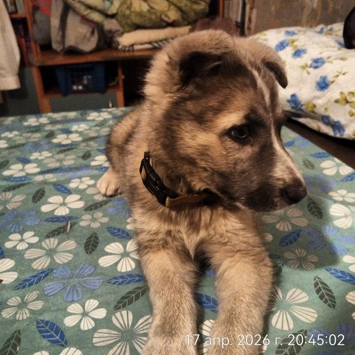 Щенок девочка в поисках дома