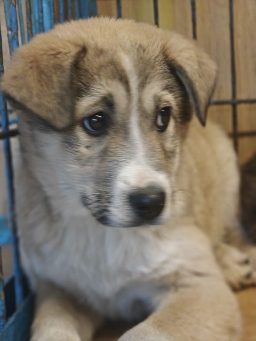 Catelusi tineri, cuminți și inteligenți își caută căsuța