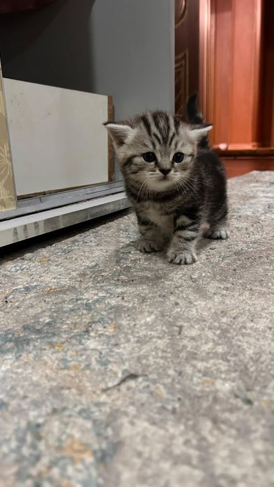 Шотландские скотиши