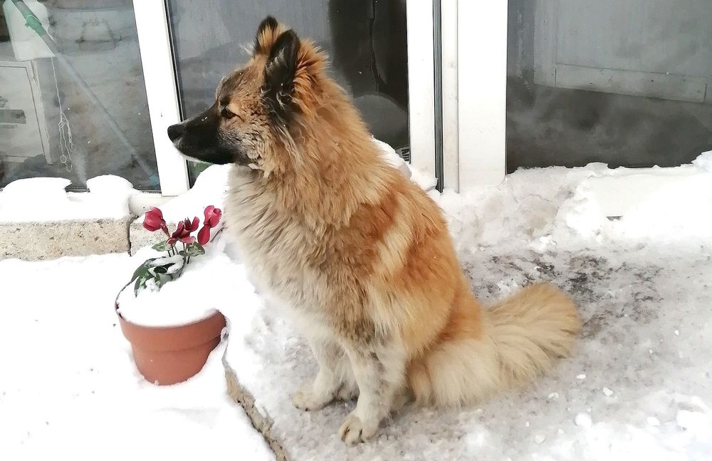 Лисёнок позолоченый в добрые руки