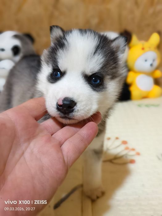 Очаровательные щенки сибирской хаски.