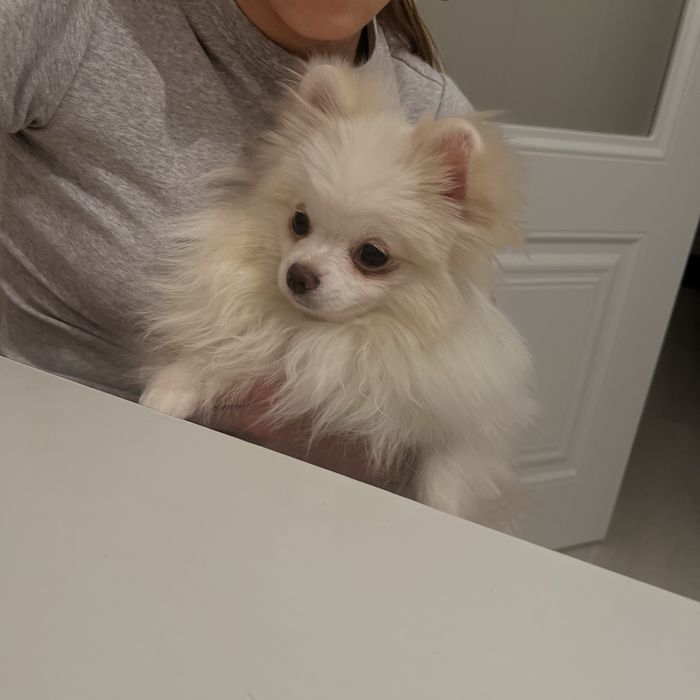 Продам шпиц померанский