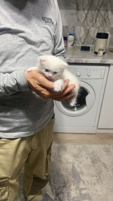 Котенок в добрые руки