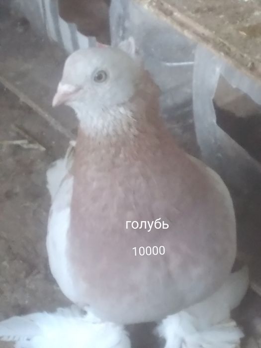 Село Шамалған голуби
