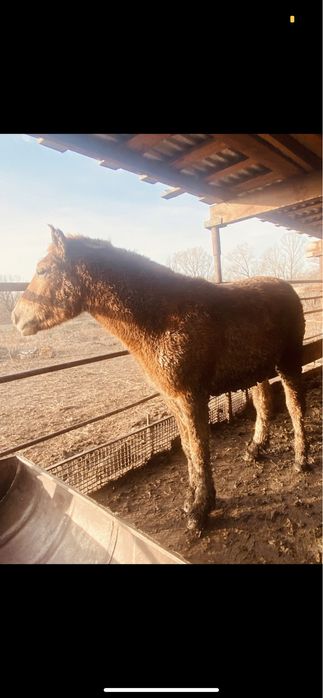 Семіз тайлар сатылады