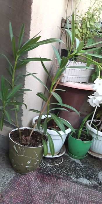 Бял олеандър /зокум/