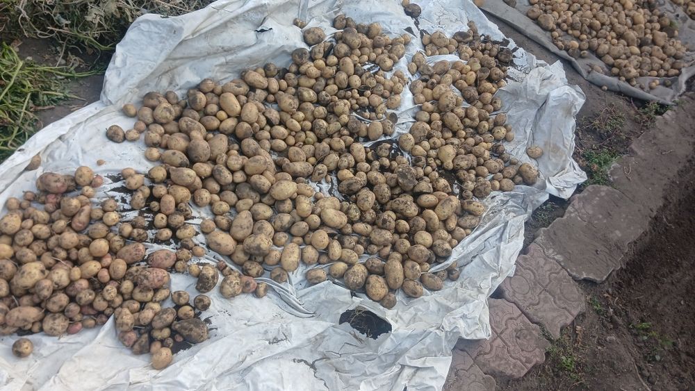 Картошка хорошая