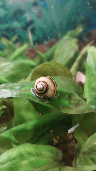 Продам акварюмные улитки.Эльв спикси.