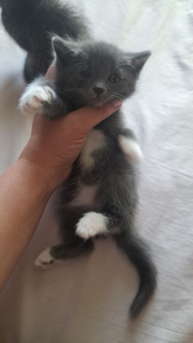 Отдам котят в  добрые руки
