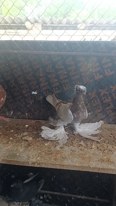 Голуби ронтовые пискуны