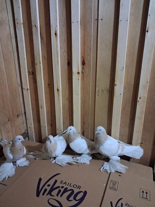 Голуби игровые летные