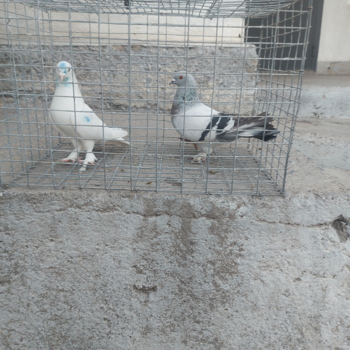 Бели такла самец тяга винтом