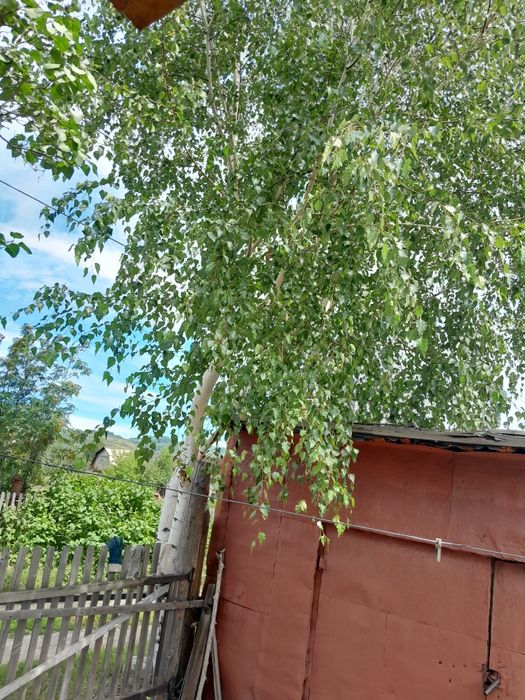 Продам дачу на Ульбастрре