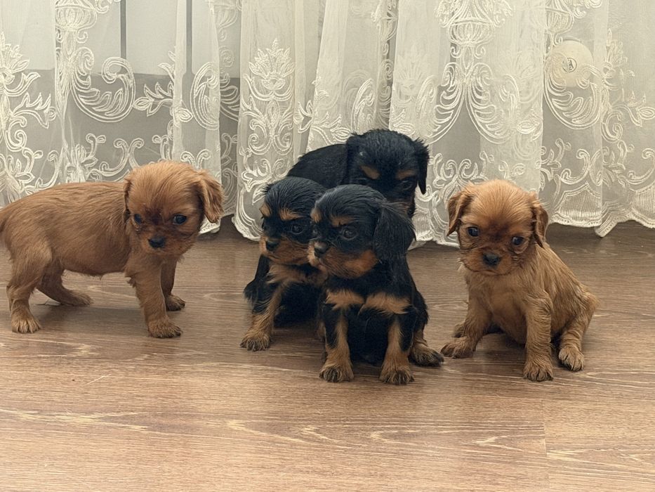 Кавалер кинг чарльз спаниель