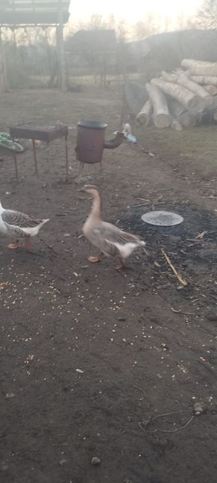 2 gâște și un gascan