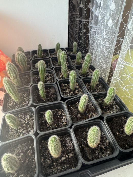 Продам Кактусы