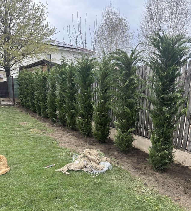 Leylandi la cel mai mic pret