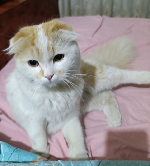 Zotdor mushuk erkak