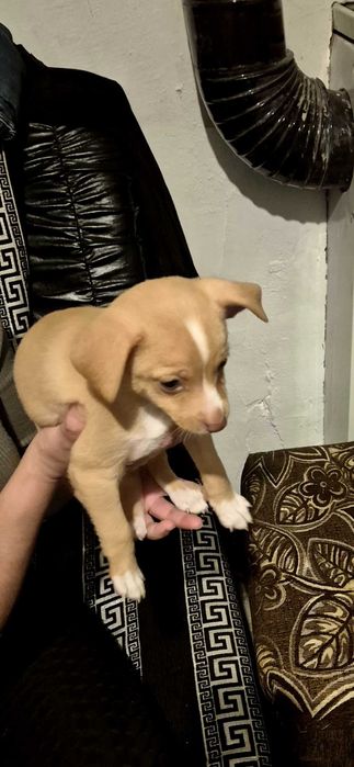 Продавам куче мини пинчър на два месеца пол мъшки разград